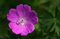Fiori e Natura - 034